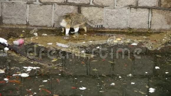 猫在池边玩死鱼在污染水中视频的预览图