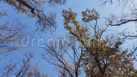 在一个阳光明媚的秋日仰望着高大的五颜六色的树木视频的预览图