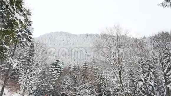 冬天的松树覆盖着白雪视频的预览图