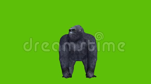 绿屏背景和前置摄像头的大猩猩动画视频的预览图