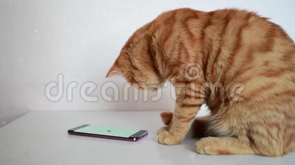 猫用电脑游戏鼠标玩智能手机视频的预览图