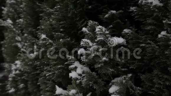 冬天雪冷杉雪花飘落视频的预览图