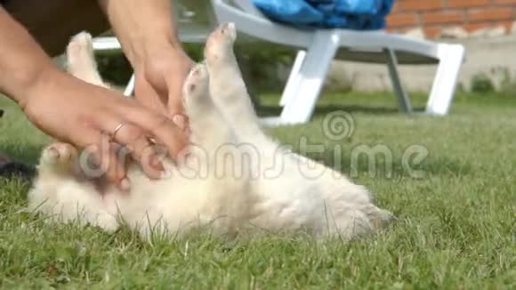 哈士奇小狗在草地上靠近一个孩子视频的预览图