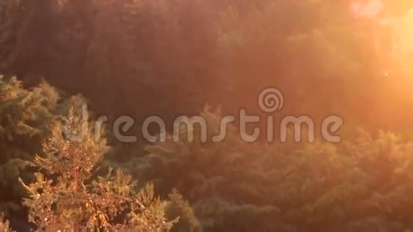 太阳光线背景下的森林雨视频的预览图