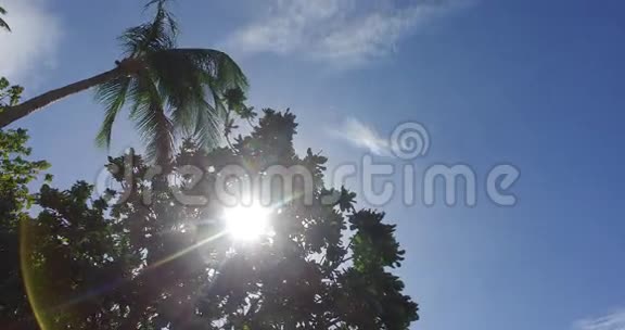 热带棕榈树的背景视频的预览图