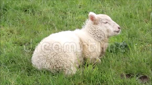 草地上的白羊肉在沉思视频的预览图