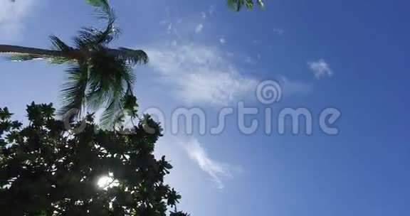 热带棕榈树的背景视频的预览图