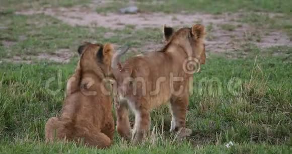 非洲狮子潘特拉狮子座小熊游戏马赛马拉公园在肯尼亚视频的预览图