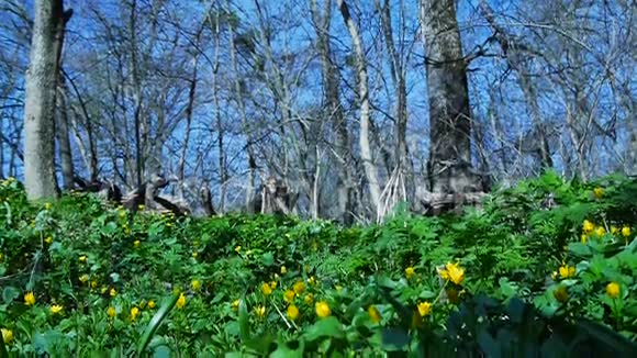 早春满是黄色春花的森林视频的预览图