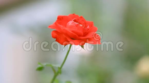 红梗玫瑰花在灌木上视频的预览图