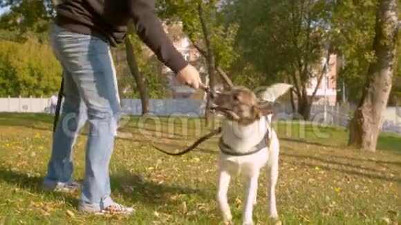 那个人和狗在公园里玩视频的预览图