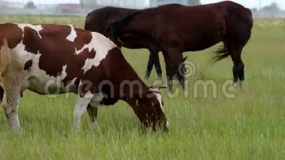 牛马在牧场上觅食视频的预览图