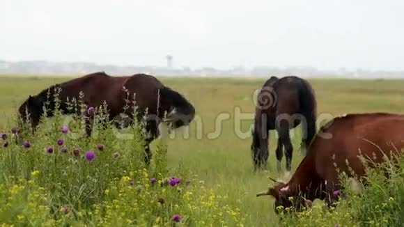 马和牛在牧场上觅食视频的预览图