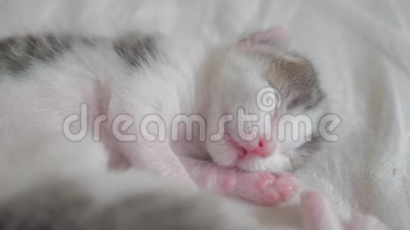 小可爱的新生小猫睡在床上小猫在梦幻般的生活方式中辗转反侧地嗅着抽搐着视频的预览图