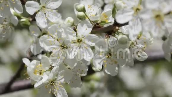 白色樱桃花视频的预览图