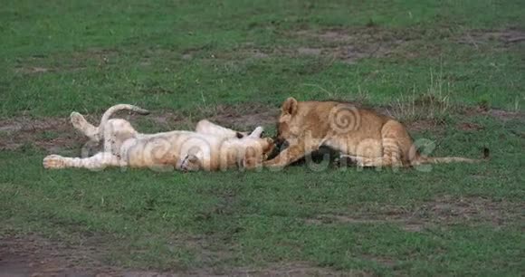 非洲狮子美洲狮美洲狮美洲狮肯尼亚马赛马拉公园视频的预览图