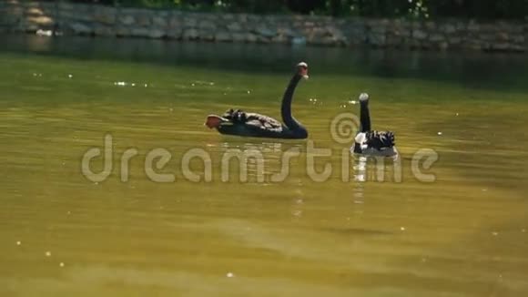 在阳光明媚的夏日池塘里有几只优雅的黑天鹅和绿水视频的预览图