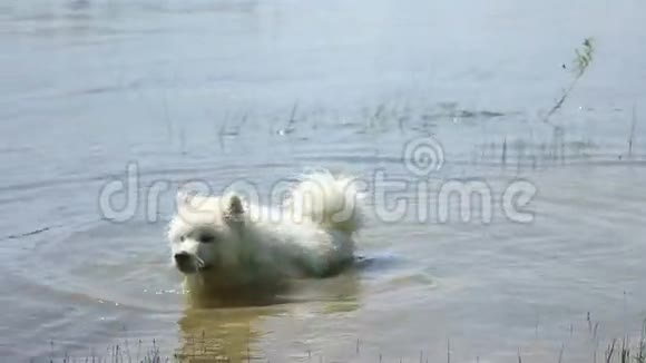 萨莫伊德哈士奇漂浮在河里视频的预览图