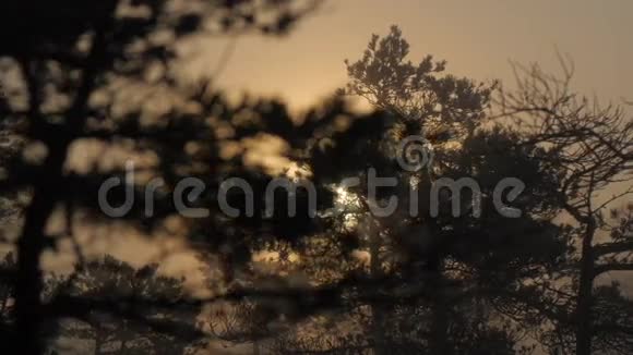 大雾日出时的沼泽地松林视频的预览图
