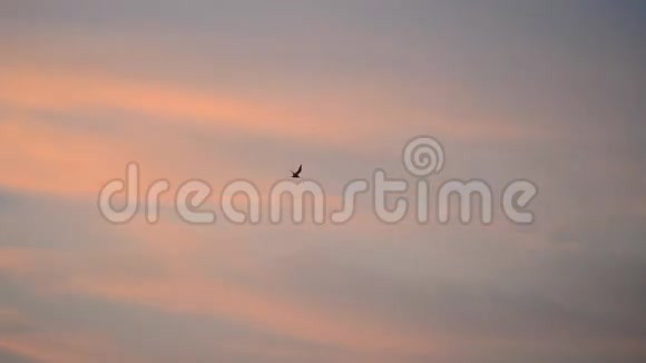 海鸥在黎明或日落时在蓝红色天空的背景下飞翔视频的预览图