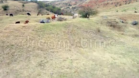 骑着牛和马飞过去用小河在青山上放牧视频的预览图