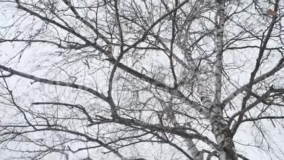 一棵桦树的树干在冬天干燥的树枝上大自然是俄罗斯户外的风景视频的预览图