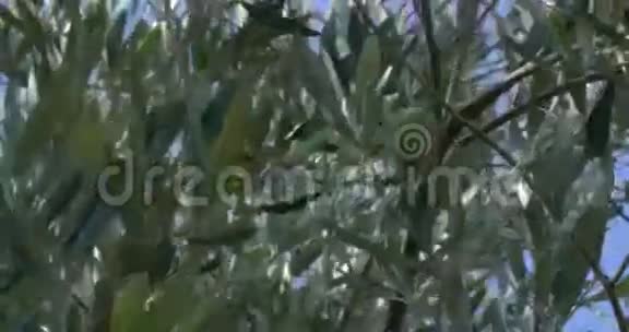 绿色橄榄在树上生长视频的预览图