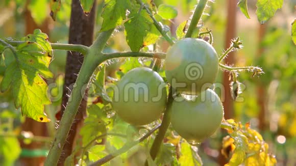 西红柿花园里的绿色西红柿番茄浇水视频的预览图