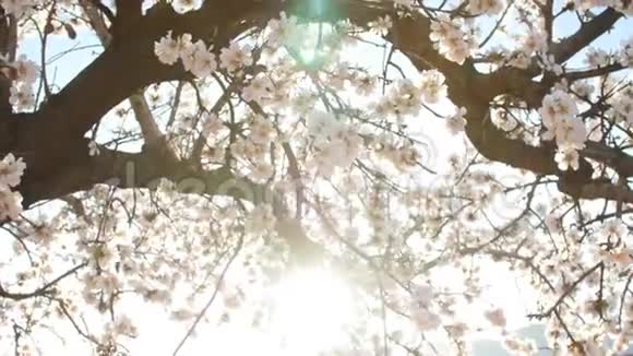 春天在种植园上开杏仁花视频的预览图