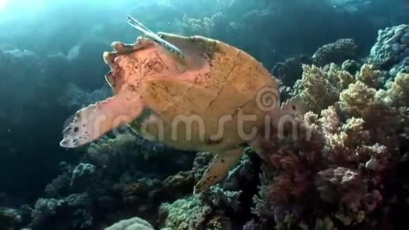 巨大的鹭海龟在纯透明的水中吸收视频的预览图