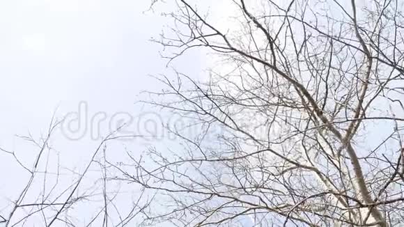 干柴干燥的树枝随风摇曳映衬着灰色的天空视频的预览图
