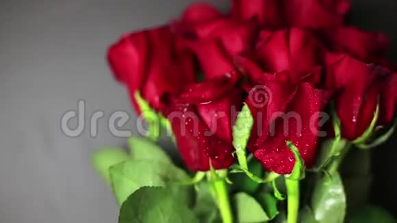 黑色背景上有露珠的红玫瑰视频的预览图