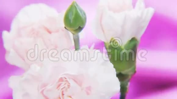 白色玫瑰在深紫色背景上旋转视频的预览图