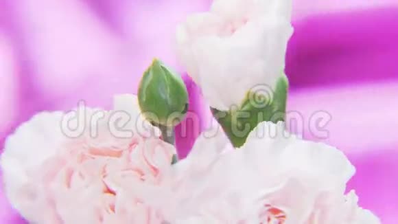白色玫瑰在深紫色背景上旋转视频的预览图