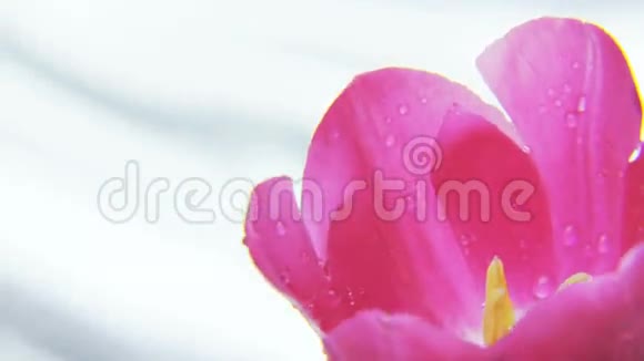 紫色郁金香在银色背景上旋转视频的预览图