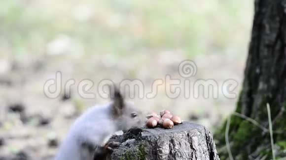 松鼠吃坚果视频的预览图
