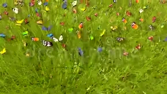 春天的蝴蝶视频的预览图