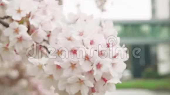 风中的日本樱花树视频的预览图