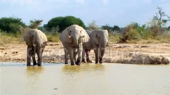 博茨瓦纳阳光明媚的一天大象进入水洞视频的预览图