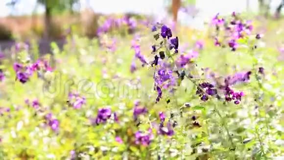 带绿叶的紫色花朵视频的预览图