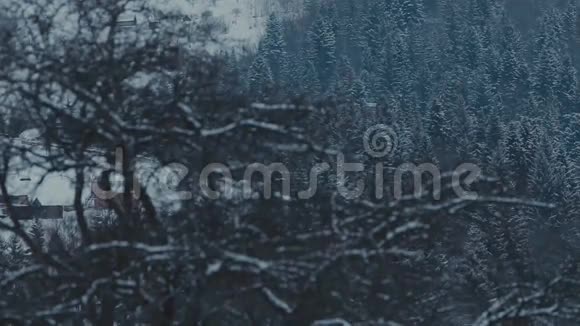 仲冬的松林冬季松树背景视频的预览图