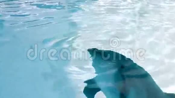 有趣的海豚从水中出来视频的预览图