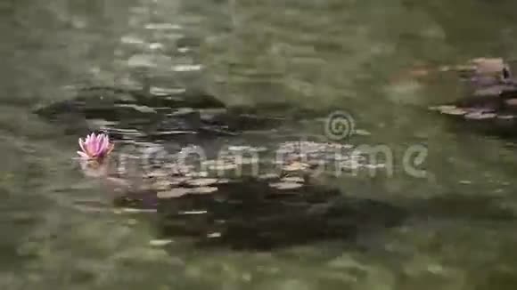 睡莲在池塘里特写视频的预览图