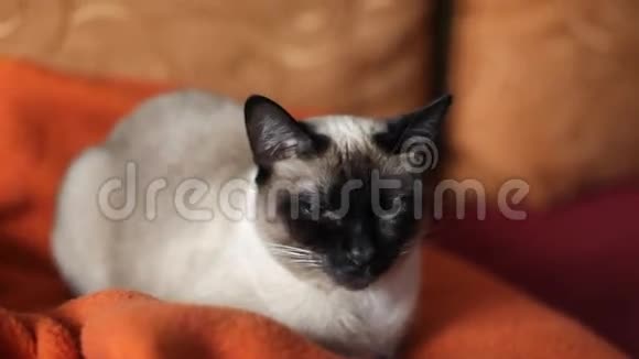 暹罗猫在床上休息视频的预览图