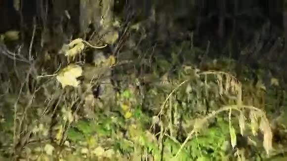 在一片陌生的黑暗森林里漫步视频的预览图