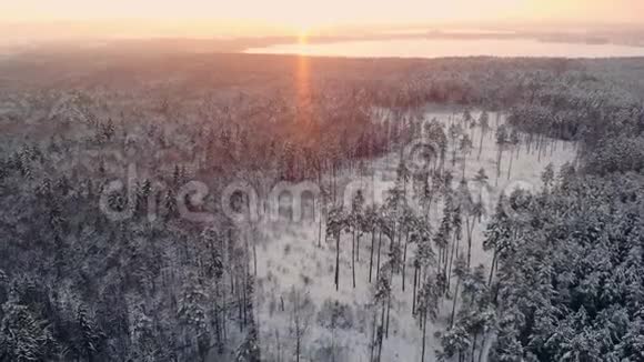 冬季森林的空中飞行在白雪皑皑的阳光下飞翔在白雪皑皑的树林里橘色的阳光洒满了视频的预览图