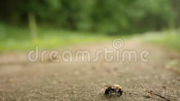 全高清近距离观看大黄蜂干燥湿翅和在粘土地面上的牛尾自然地面视频的预览图