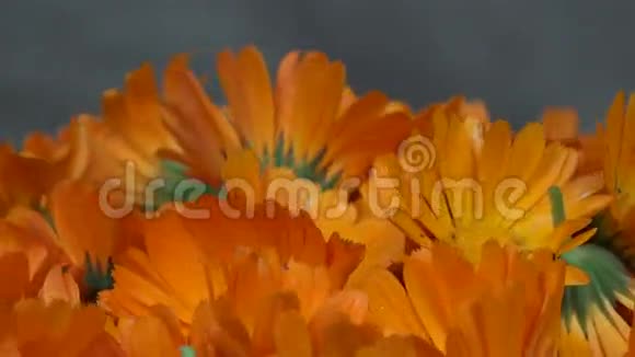 万寿菊金盏菊草本花卉盛开逆时针转台视频的预览图