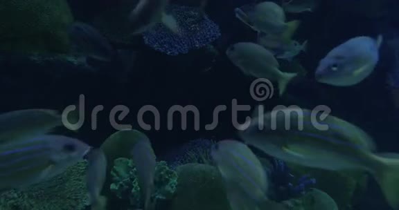 在曼谷泰国暹罗海洋世界海洋馆看到许多漂浮的热带鱼视频的预览图