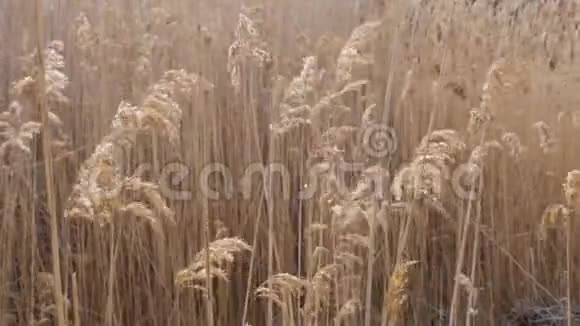 风中的湿地甘蔗视频的预览图
